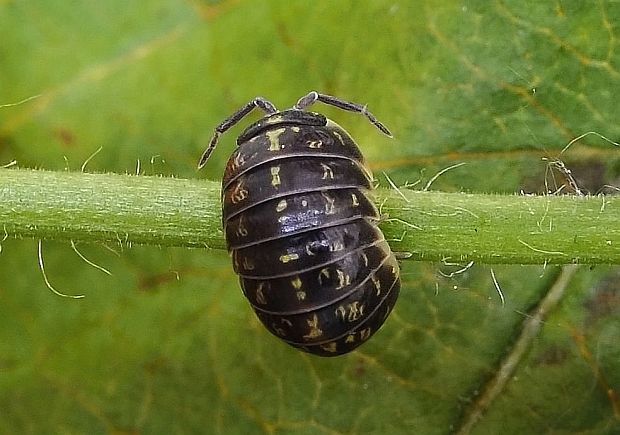 zvínavka obyčajná Armadillidium vulgare