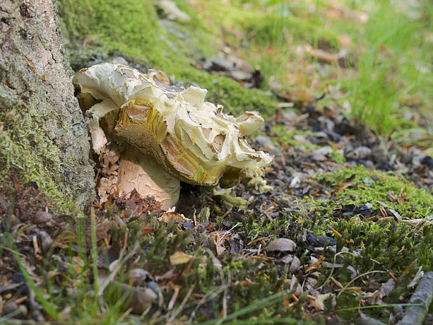 hríb smrekový Boletus edulis Bull.