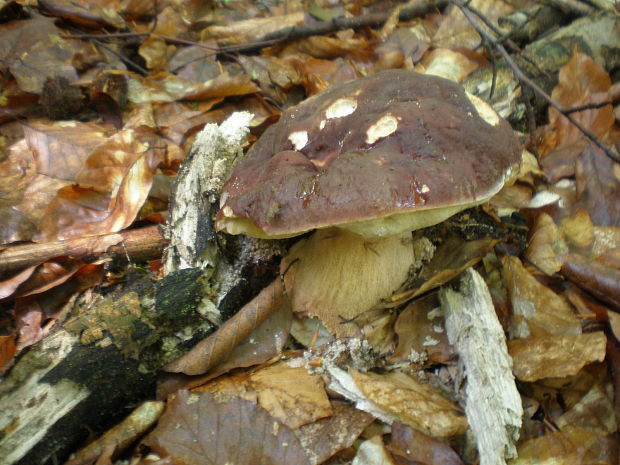 hríb sosnový Boletus pinophilus Pil. et Dermek in Pil.