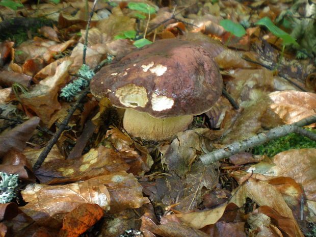 hríb sosnový Boletus pinophilus Pil. et Dermek in Pil.