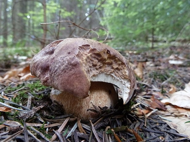 hríb sosnový Boletus pinophilus Pil. et Dermek in Pil.