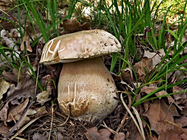 hríb dubový Boletus reticulatus Schaeff.