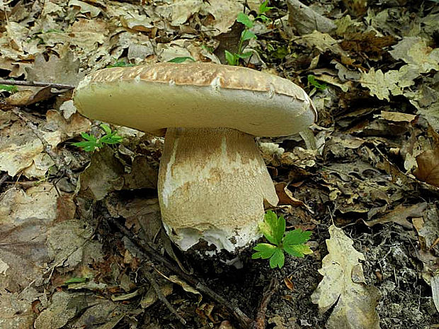 hríb dubový Boletus reticulatus Schaeff.