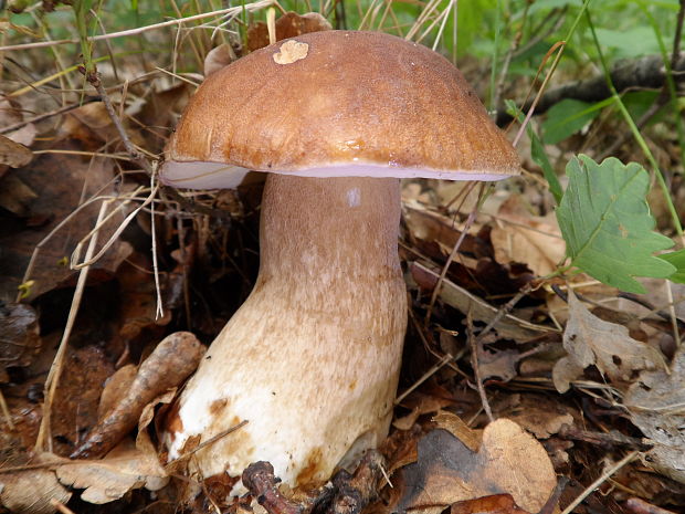 hríb dubový Boletus reticulatus Schaeff.