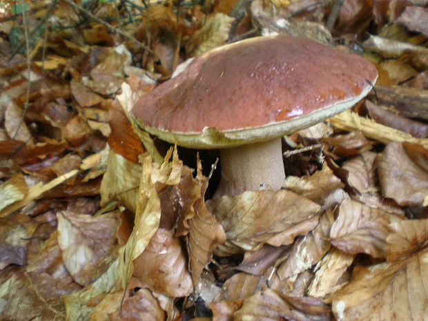 hríb Boletus sp.