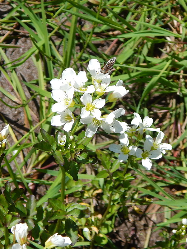 žerušnica horká Cardamine amara L.