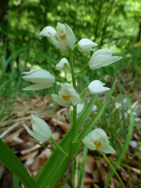 prilbovka dlholistá Cephalanthera longifolia (L.) Fritsch