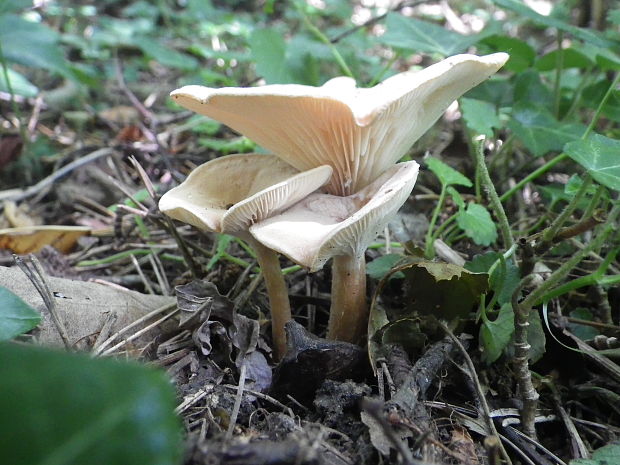 strmuľka lievikovitá Clitocybe gibba (Pers.) P. Kumm.