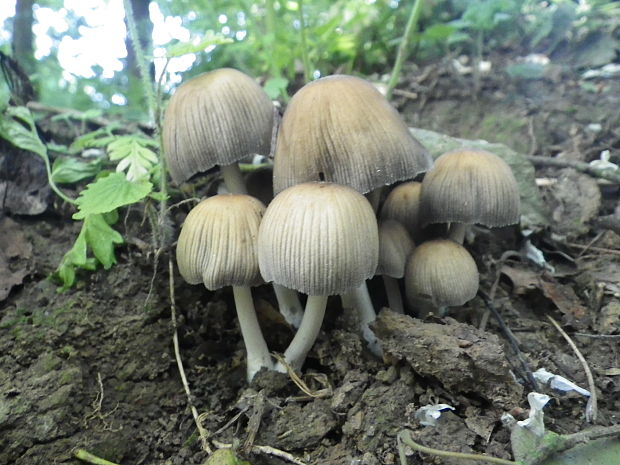 hnojník chlpatý Coprinopsis lagopus (Fr.) Redhead, Vilgalys & Moncalvo