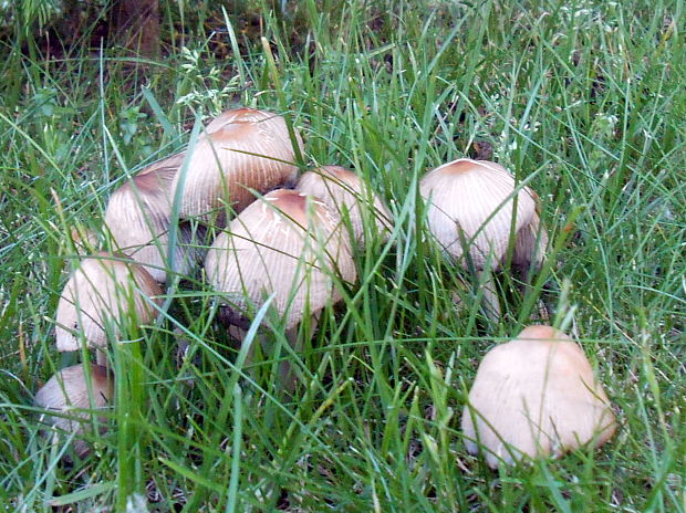 hnojník Coprinus sp.