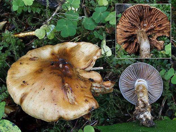 pavučinovec Rickenov Cortinarius rickenii Hy., cf. Kühner & Romagn.