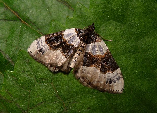 piadivka očkatá  Cosmorhoe ocellata