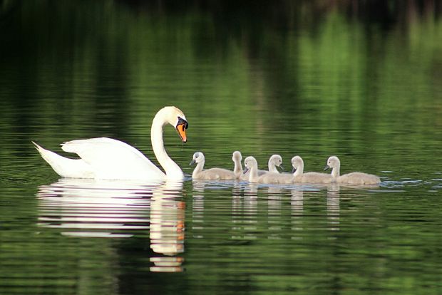 labuť hrbozobá Cygnus olor