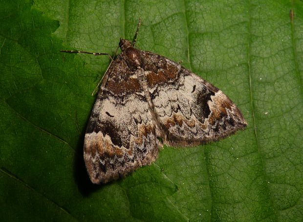 piadivka čučoriedková Dysstroma truncata