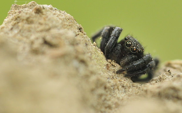 skakavka Evarcha arcuata