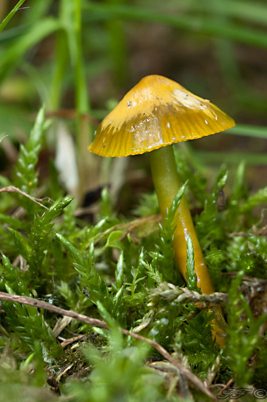 lúčnica žltozelená Gliophorus psittacinus (Schaeff.) Herink