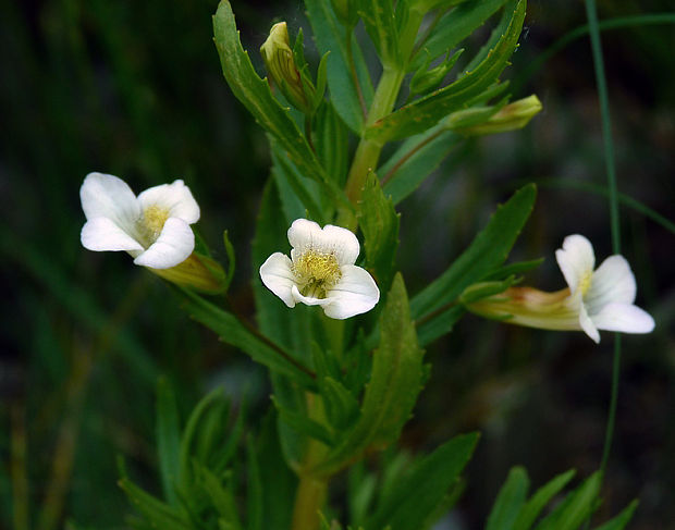 graciola lekárska Gratiola officinalis L.