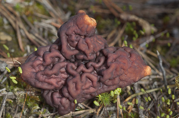 ušiak obyčajný Gyromitra esculenta (Pers.) Fr.