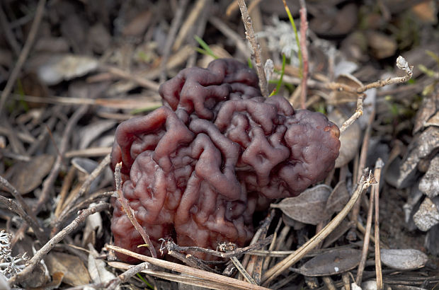 ušiak obyčajný Gyromitra esculenta (Pers.) Fr.