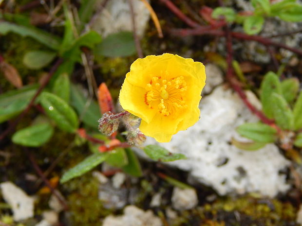 devätorník veľkokvetý Helianthemum grandiflorum (Scop.) DC.