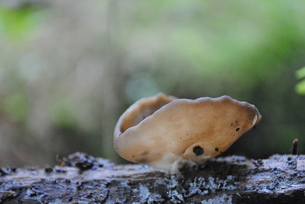 chriapač voňavý  Helvella confusa Harmaja