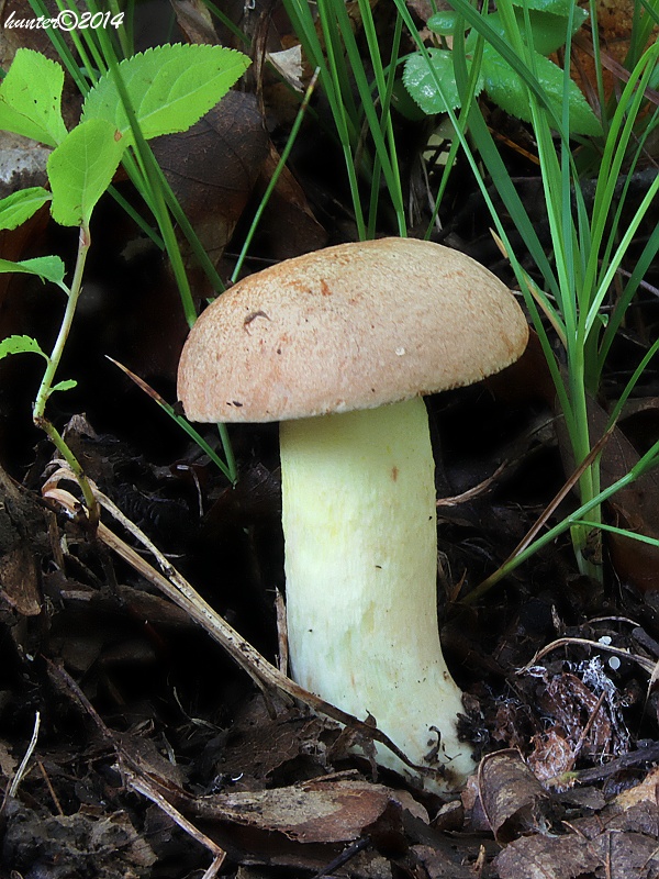 hríb plavý Hemileccinum impolitum (Fr.) Šutara