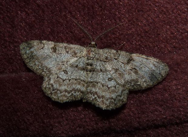 korovka ovocná  Hypomecis punctinalis