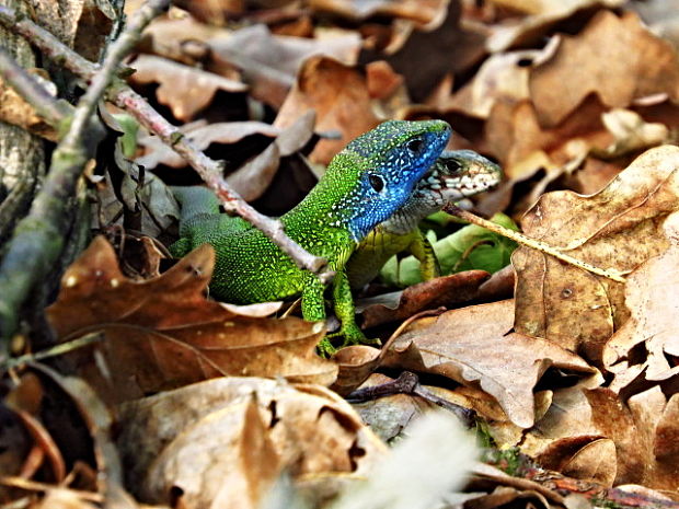 jašterica zelená Lacerta viridis