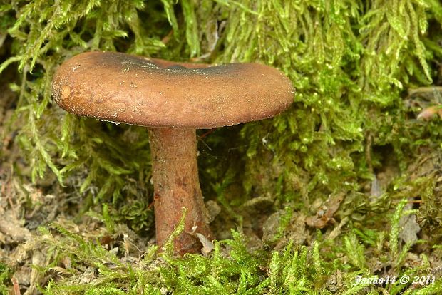 rýdzik gáfrový Lactarius cf. camphoratus (Bull.) Fr.