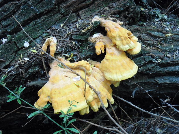 sírovec obyčajný Laetiporus sulphureus (Bull.) Murrill