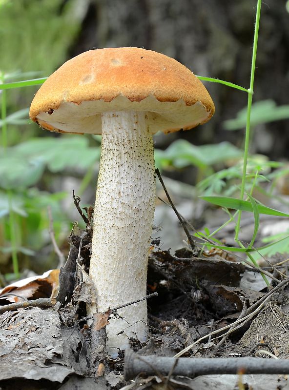 kozák osikový Leccinum albostipitatum den Bakker & Noordel.