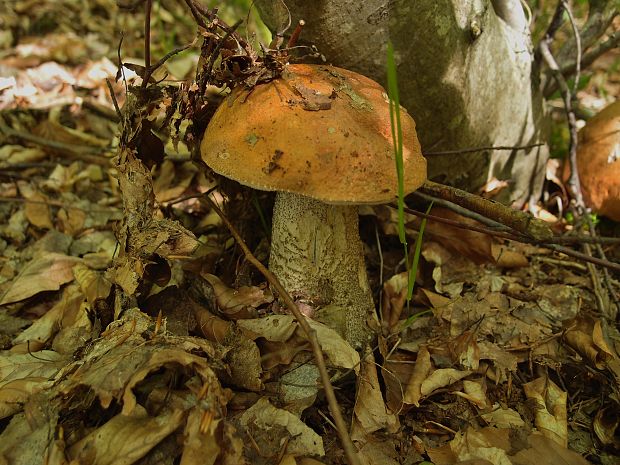 kozák sosnový Leccinum vulpinum Watling