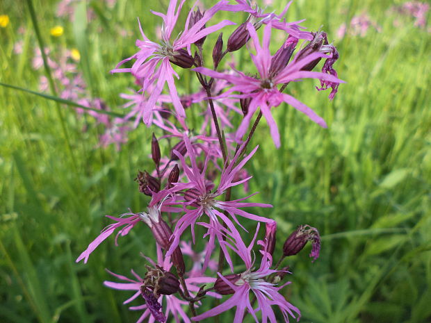 kukučka lúčna Lychnis flos-cuculi L.