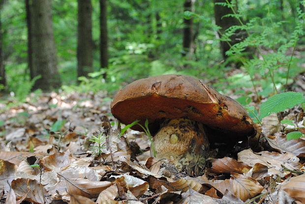 hríb zrnitohlúbikový Neoboletus xanthopus (Quél.) Krieglst.