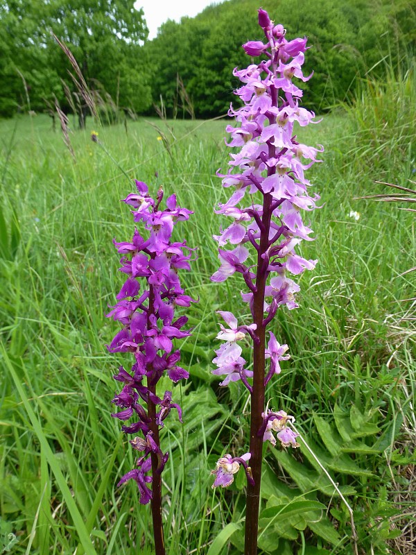 vstavač mužský poznačený Orchis mascula subsp. signifera (Vest) Soó