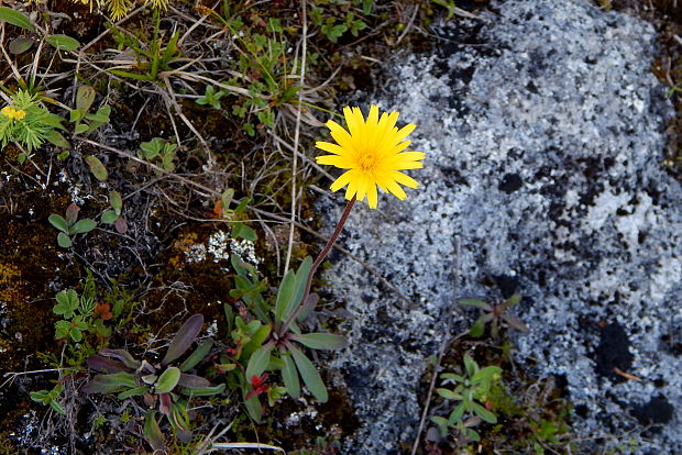 chlpánik obyčajný Pilosella officinarum F. W. Schultz et Sch. Bip.