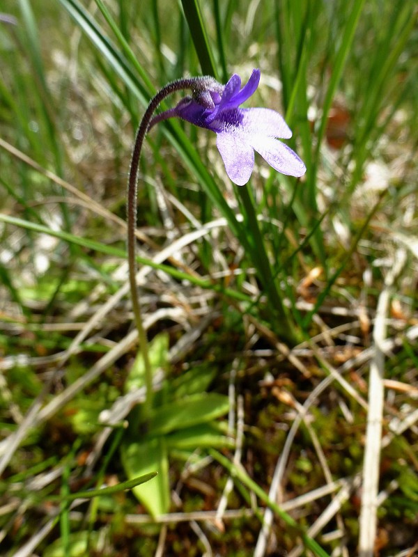 tučnica obyčajná Pinguicula vulgaris L.