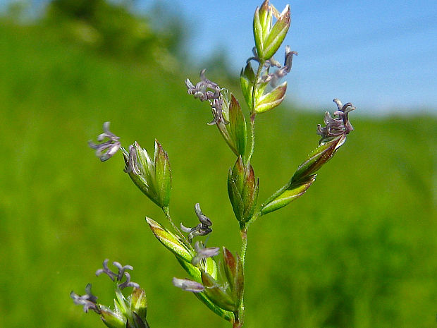 lipnica močiarna pravá Poa palustris subsp. palustris