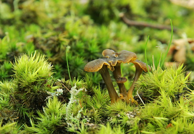 palievik kučeravý Pseudocraterellus undulatus (Pers.) Rauschert