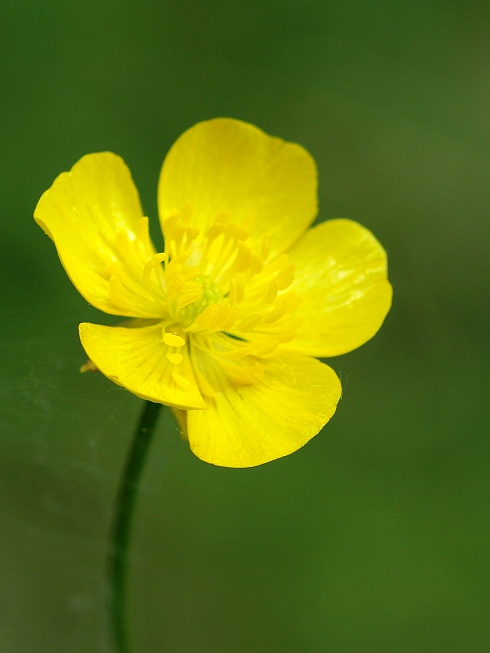 iskerník Ranunculus sp.