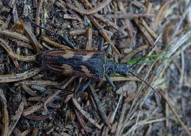 fuzáč dvojpásovaný  Rhagium bifasciatum