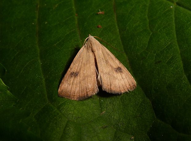 pamora trávová Rivula sericealis