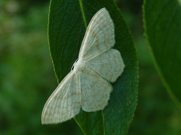 piadica marinková  Scopula floslactata