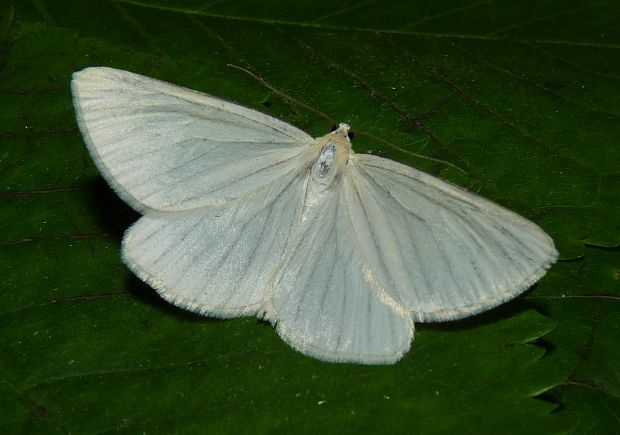 piadivka žilkovaná  Siona lineata