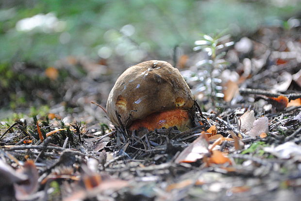 hríb zrnitohlúbikový Sutorius luridiformis (Rostk.) G. Wu & Zhu L. Yang