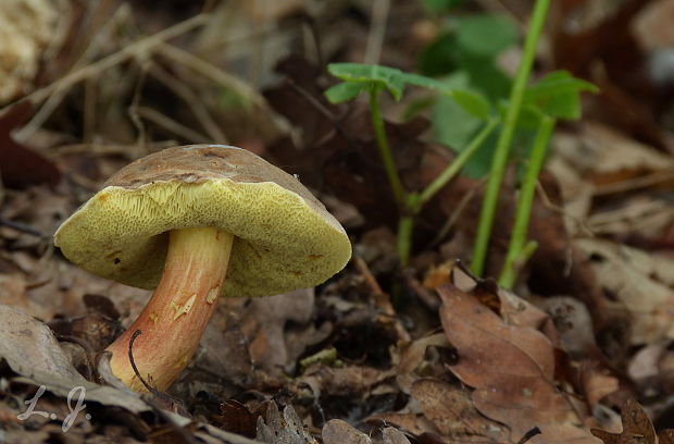 suchohríb žltomäsový Xerocomellus chrysenteron (Bull.) Šutara