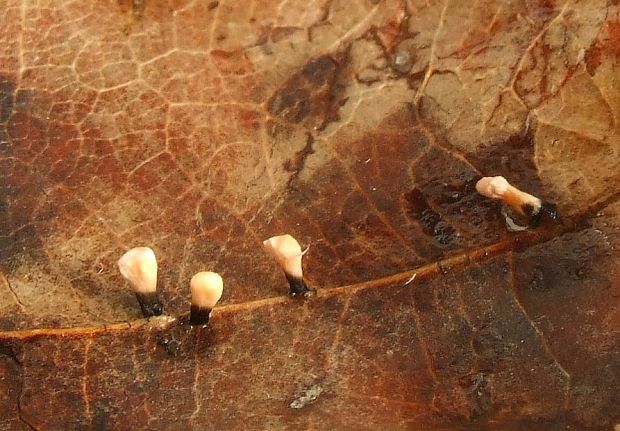 drevnatec ? Xylaria sp.