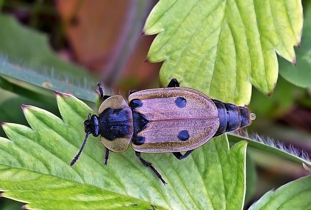 zdochlinár štvorbodkový Xylodrepa quadripunctata