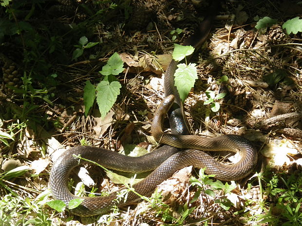 užovka stromová Zamenis longissimus