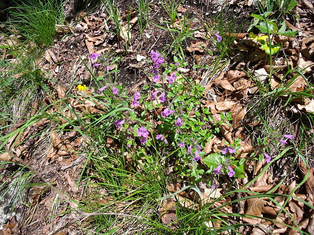 dušovka alpínska Acinos alpinus (L.) Moench